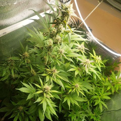 Dark Devil Auto growlog timeline photo