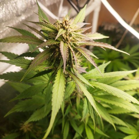 Dark Devil Auto growlog timeline photo