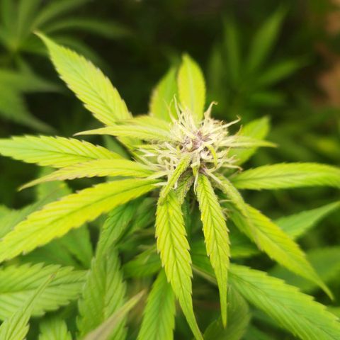 Dark Devil Auto growlog timeline photo