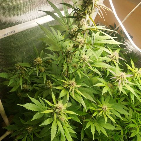 Dark Devil Auto growlog timeline photo