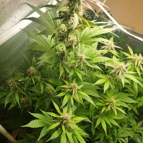 Dark Devil Auto growlog timeline photo