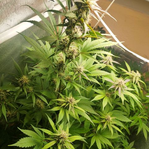 Dark Devil Auto growlog timeline photo