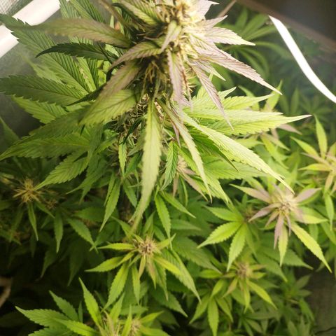 Dark Devil Auto growlog timeline photo