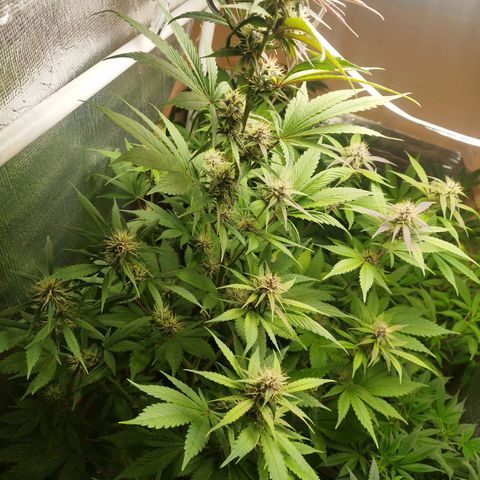 Dark Devil Auto growlog timeline photo