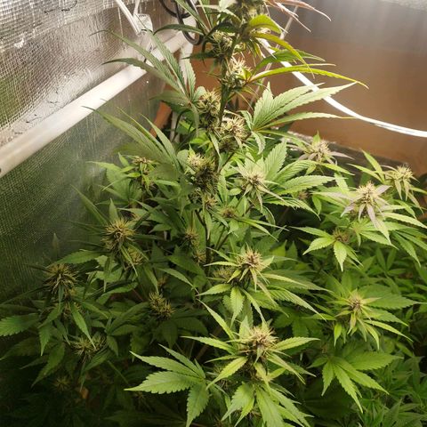 Dark Devil Auto growlog timeline photo