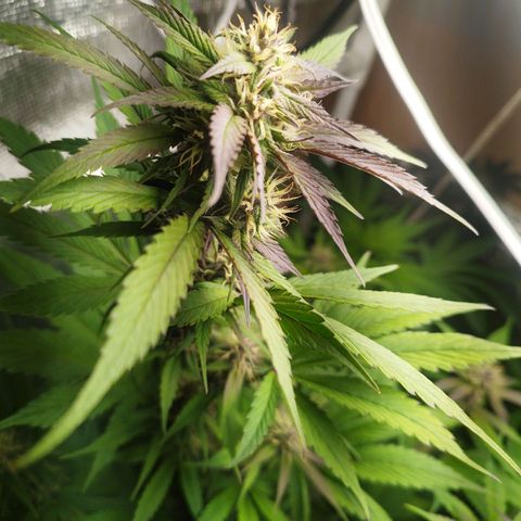 Dark Devil Auto growlog timeline photo