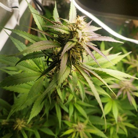 Dark Devil Auto growlog timeline photo