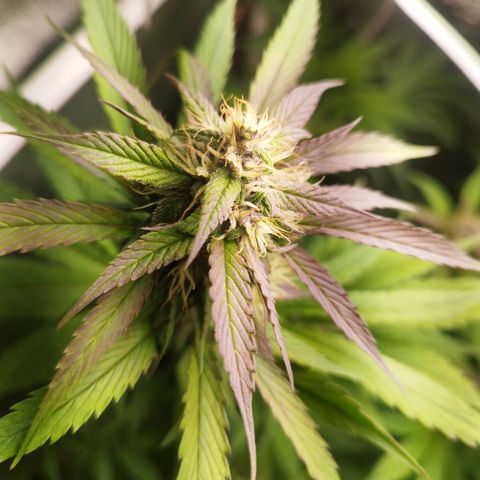 Dark Devil Auto growlog timeline photo