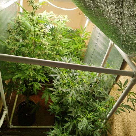 Red Strawberry Banana Auto growlog timeline photo