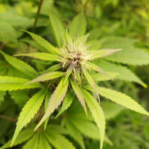 Dark Devil Auto growlog timeline photo