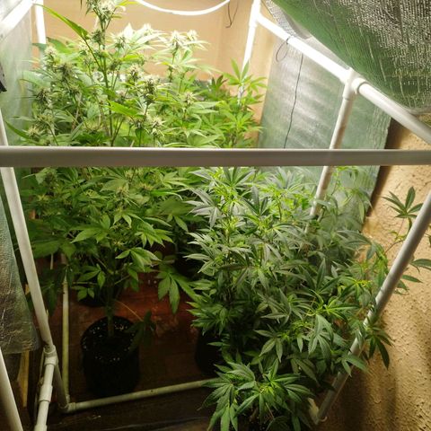 Red Strawberry Banana Auto growlog timeline photo