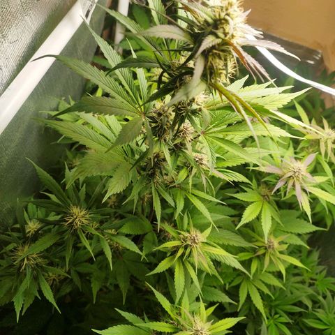 Dark Devil Auto growlog timeline photo
