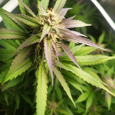 Dark Devil Auto growlog timeline photo