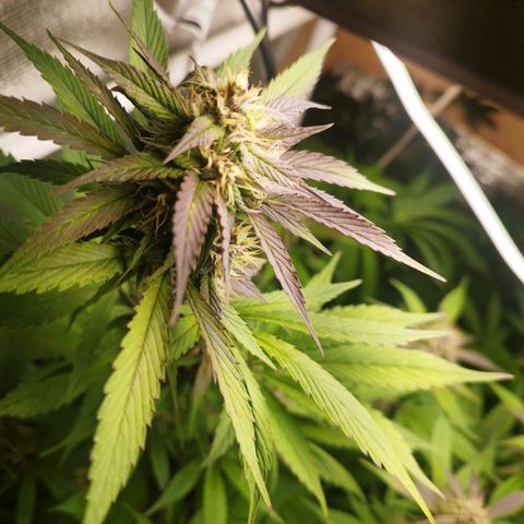 Dark Devil Auto growlog timeline photo