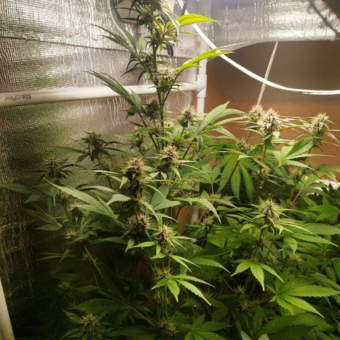 Dark Devil Auto growlog timeline photo