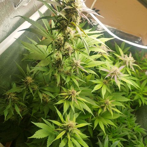 Dark Devil Auto growlog timeline photo