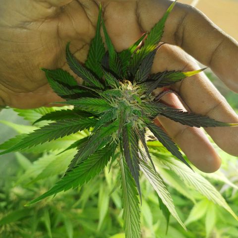 Dark Devil Auto growlog timeline photo