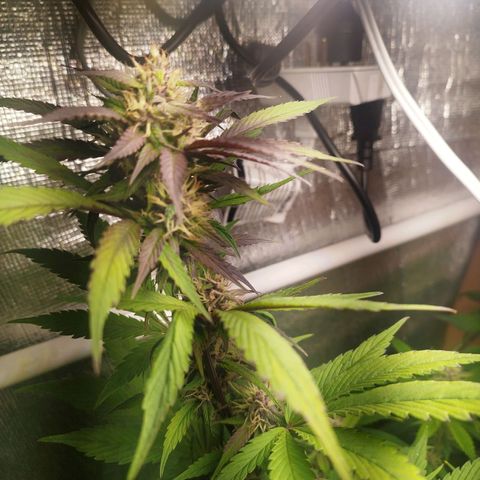 Dark Devil Auto growlog timeline photo