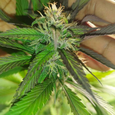 Dark Devil Auto growlog timeline photo