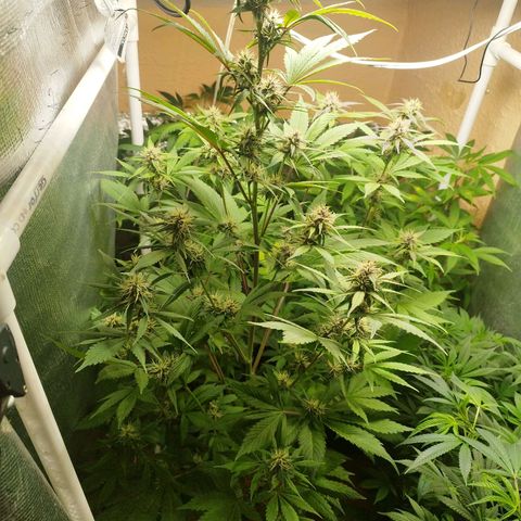 Dark Devil Auto growlog timeline photo