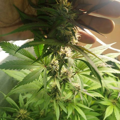 Dark Devil Auto growlog timeline photo