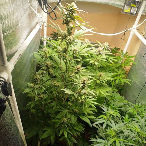 Dark Devil Auto growlog timeline photo