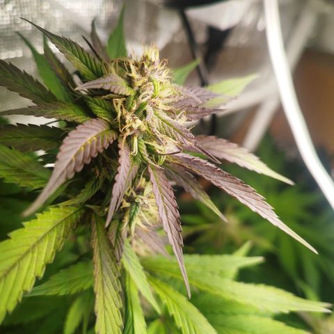 Dark Devil Auto growlog timeline photo