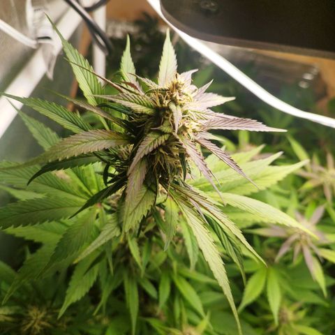 Dark Devil Auto growlog timeline photo