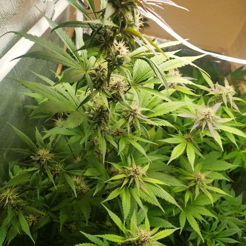 Dark Devil Auto growlog timeline photo