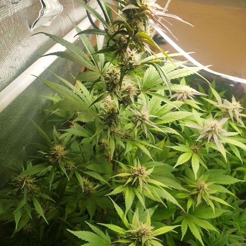 Dark Devil Auto growlog timeline photo