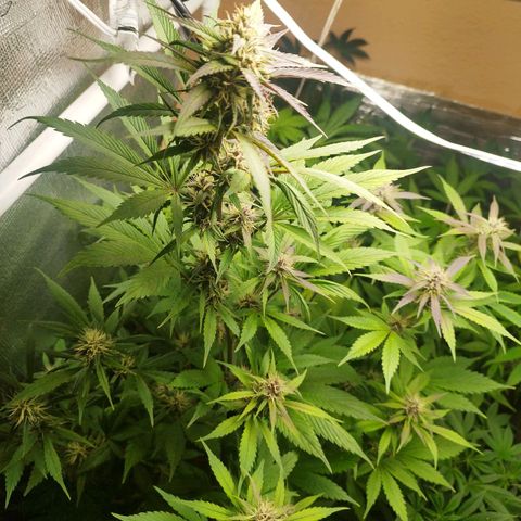 Dark Devil Auto growlog timeline photo