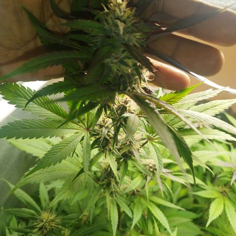 Dark Devil Auto growlog timeline photo