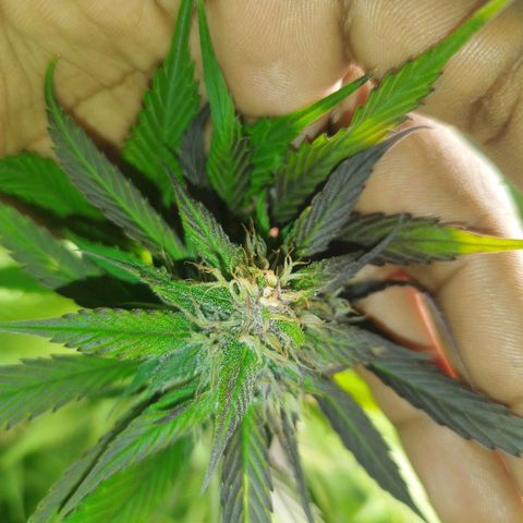 Dark Devil Auto growlog timeline photo