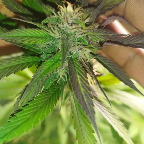 Dark Devil Auto growlog timeline photo