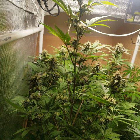 Dark Devil Auto growlog timeline photo