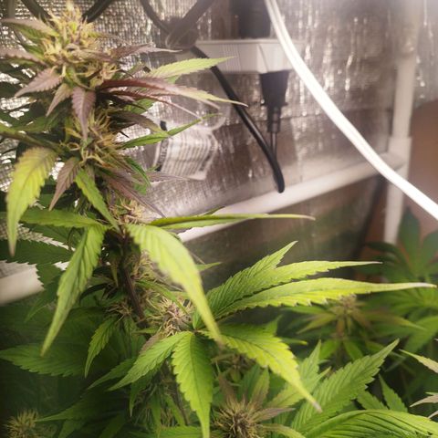 Dark Devil Auto growlog timeline photo