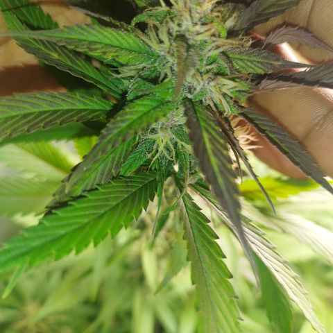 Dark Devil Auto growlog timeline photo