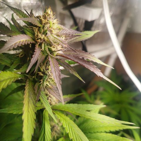 Dark Devil Auto growlog timeline photo