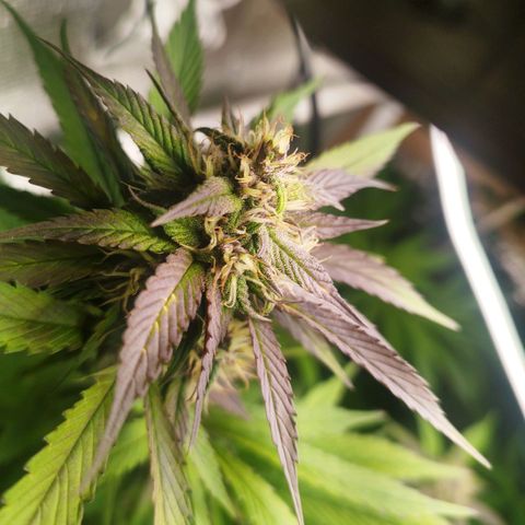 Dark Devil Auto growlog timeline photo