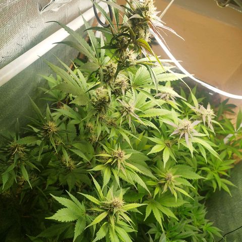 Dark Devil Auto growlog timeline photo