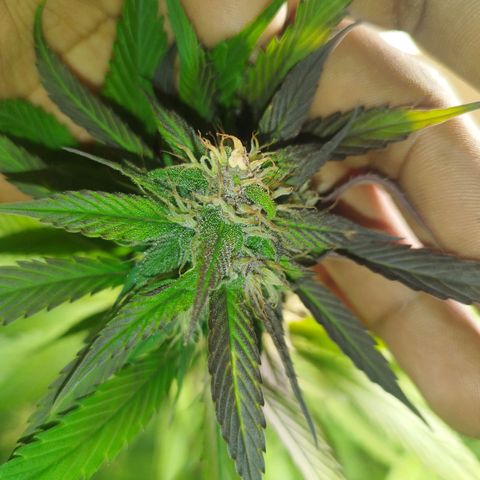 Dark Devil Auto growlog timeline photo