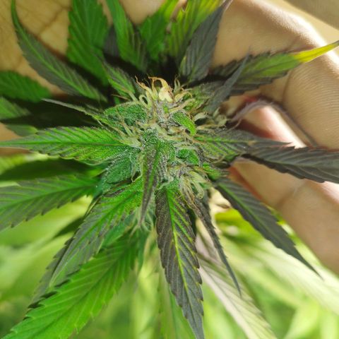 Dark Devil Auto growlog timeline photo