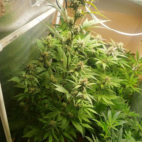 Dark Devil Auto growlog timeline photo