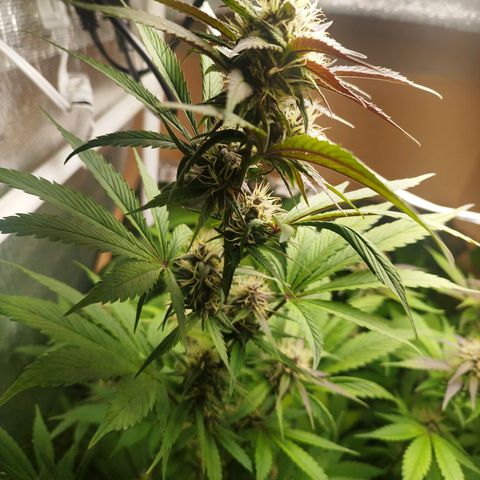 Dark Devil Auto growlog timeline photo