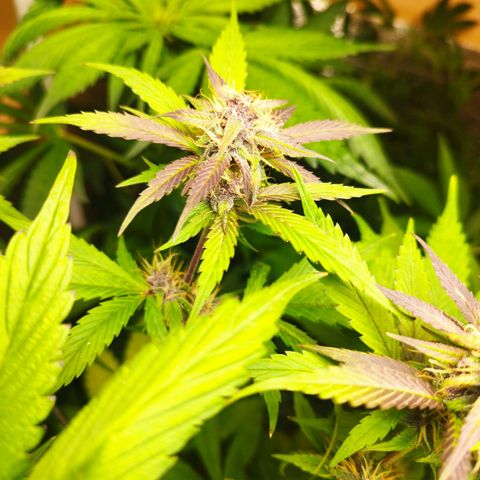Dark Devil Auto growlog timeline photo