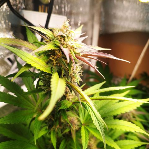 Dark Devil Auto growlog timeline photo