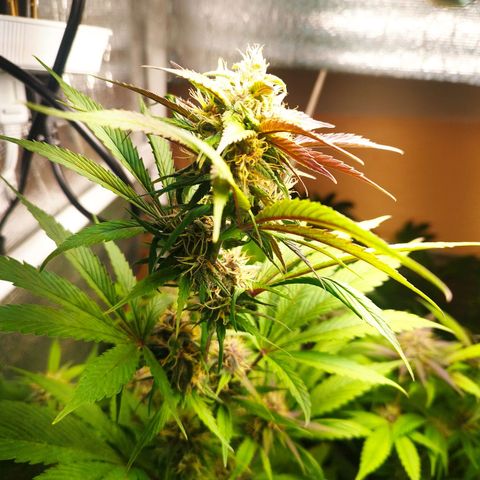 Dark Devil Auto growlog timeline photo