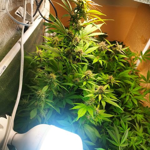 Dark Devil Auto growlog timeline photo