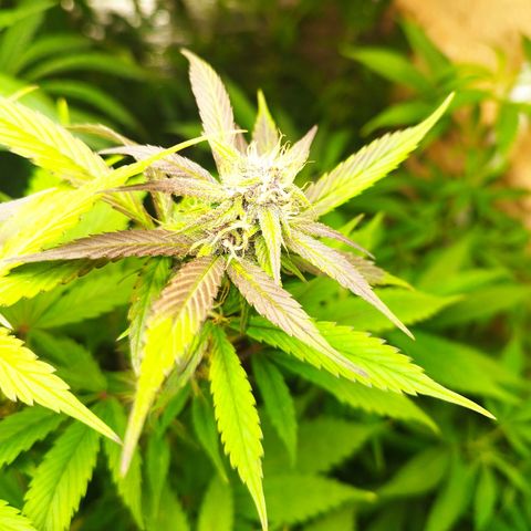 Dark Devil Auto growlog timeline photo