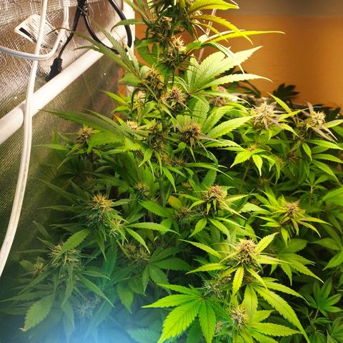 Dark Devil Auto growlog timeline photo